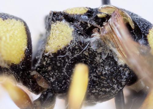 Euodynerus dantici